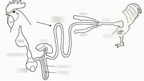 Image result for Chicken Digestive System