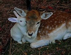 Image result for Deer and Bunny