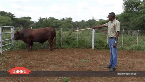 Tswana Cattle Kraals: Central to Botswana’s Tribal Practices