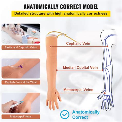 Phlebotmy Veins Routine Venipuncture
