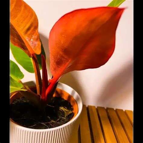 Buy Philodendron ‘Red King’ Plant - Nursery Nisarga