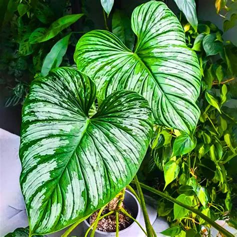 Philodendron Mamei | Silver Cloud - Plant – Lalit Enterprise