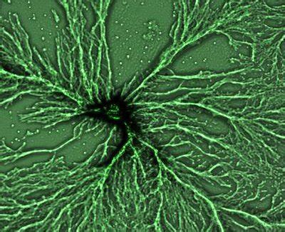 Image result for Multicellular Cells