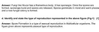 (a) In the following figure, explain how new fungal colonies of mucor ...