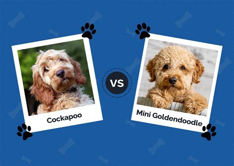 Image result for Mini Goldendoodle Cockapoo