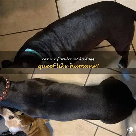 Canine Flatulence: Do Dogs Queef Like Humans? | PetShun