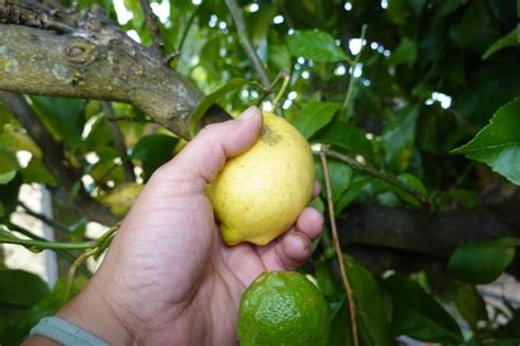 Premium Photo | Man harvesting lemon from lemon tree ripe lemon ready for harvesting