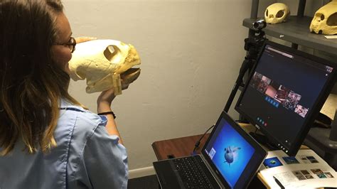 Image result for Sea Turtle Adaptations