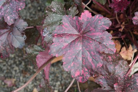 3 Heuchera 'Midnight Rose' Starter Coral Bells Perennials. Vigorous, N ...