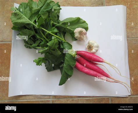 Closeup of Bunch of Rabanos or Spanish radishes with two large heads od ...