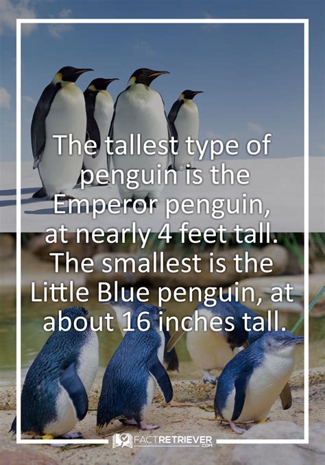 69 Interesting Facts about Penguins | FactRetriever.com | Penguins, Fun ...