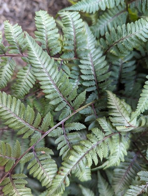Plant Picks: Japanese Painted Fern (Athyrium niponicum var. pictum)