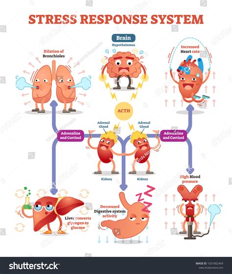 Image result for Impulse Response Explained