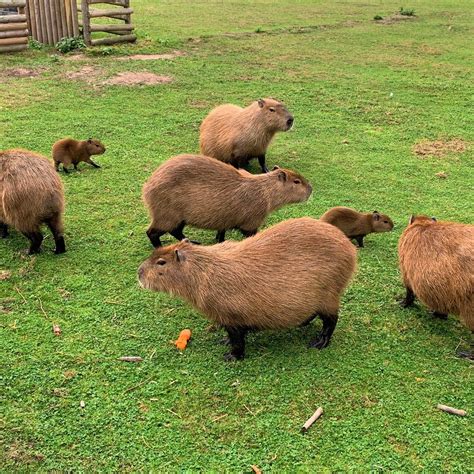 Captivating Capybaras - Jimmys Farm, Zoo & Wildlife Park