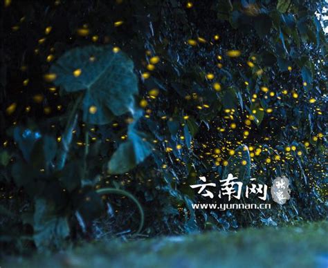 华南国家植物园“萤火虫季”开启 大园区入园截止时间调整为19:30 - 广州市人民政府门户网站