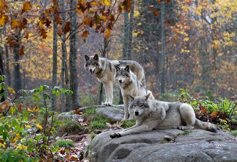 10 interesting facts about wolves