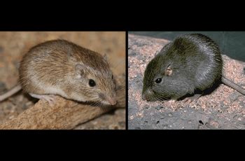Image result for Pocket Mouse Evolution