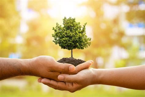 Image result for Background for Tree Planting