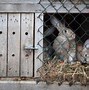 Image result for Raising Rabbits and Chickens Together