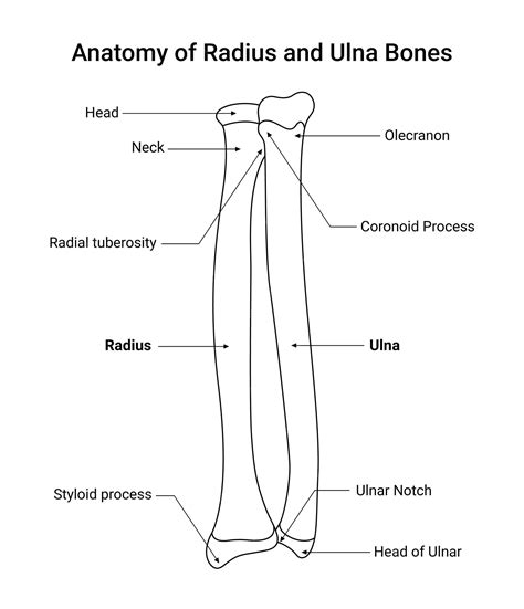Premium Vector | Anatomy of Radius and Ulna Bone Line Art