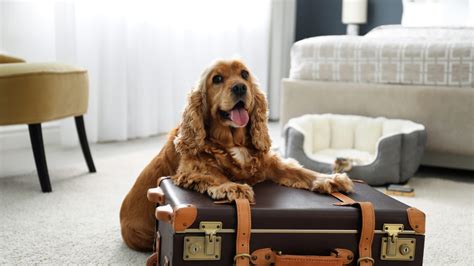 Die 8 besten Hotels für Urlaub mit Hund in Niederlande