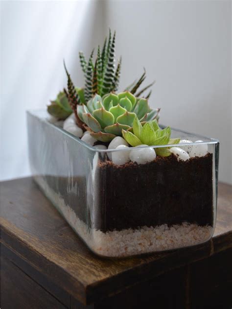 Rectangular Open Terrarium — Mudfingers