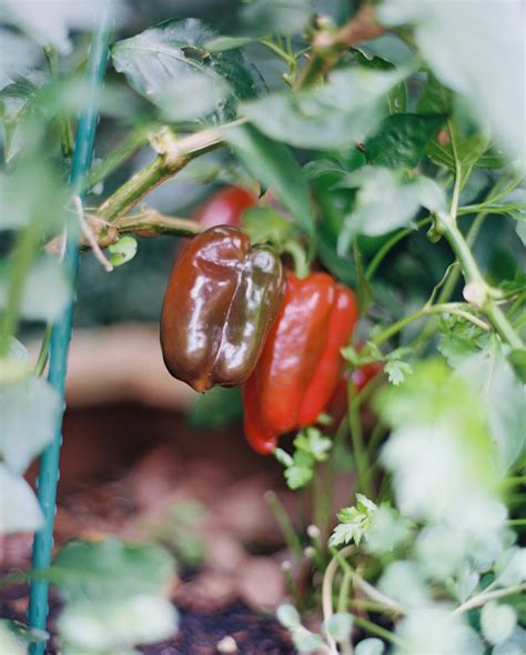 How to Grow Your Own Organic Bell Peppers in a Raised-Bed Garden ...