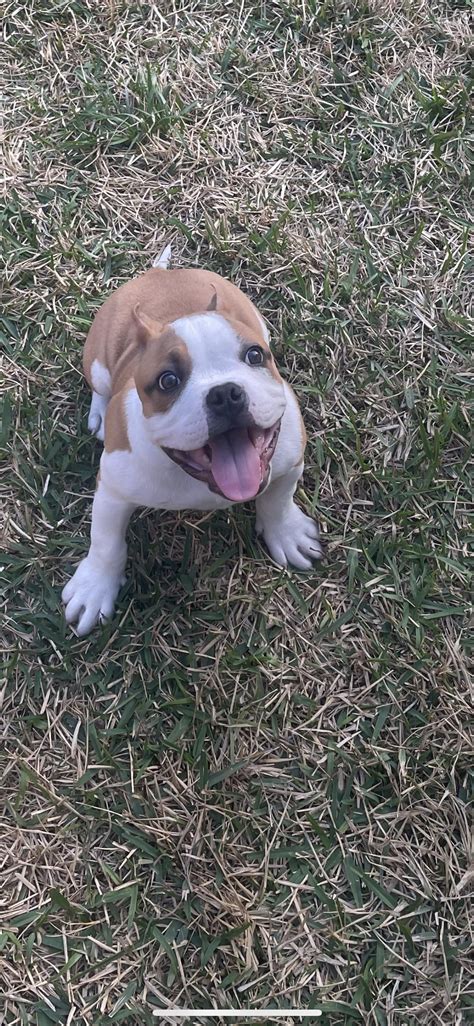12 Week Old Puppy : r/AmericanBully