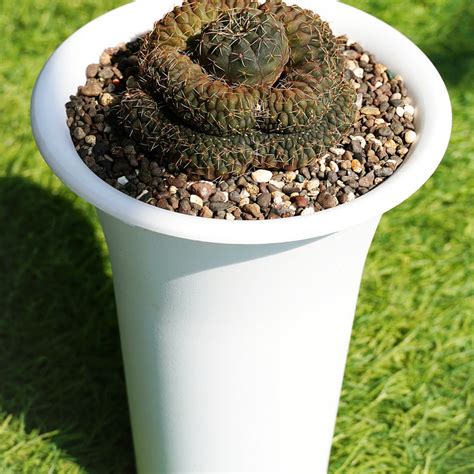 Gymnocalycium ochoterenae ssp herbstoferianum – Samarth Cactus Nursery