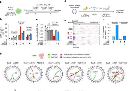 Serious side effect of using CRISPR-Cas gene scissors uncovered ...