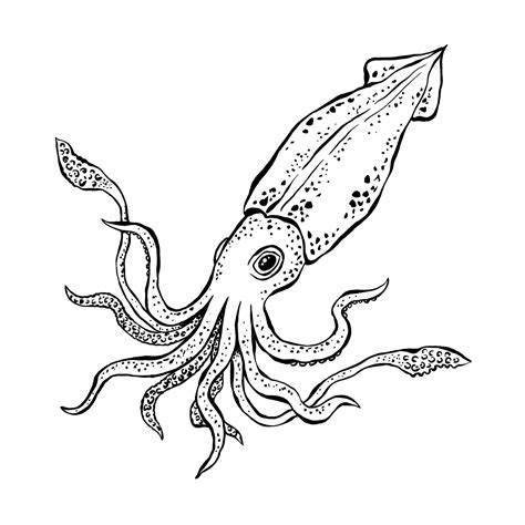 Simple Squid Drawing