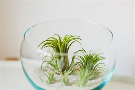 How to Grow Air Plants 的图像结果
