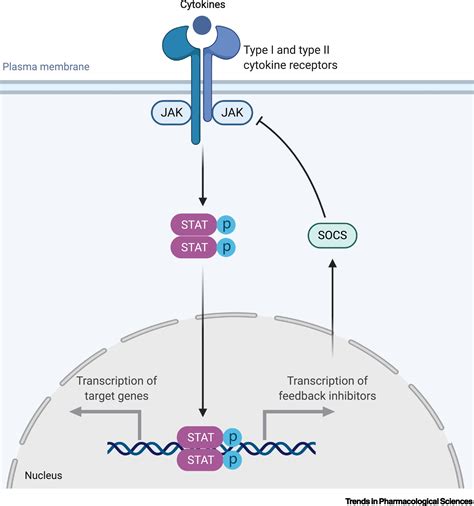 The Jak-Stat Signaling Pathway: Input And Output Integration – QPFCYK