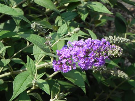 Types Of Purple Butterfly Bushes at Troy Musselman blog