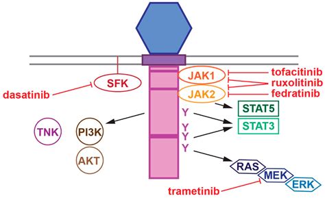 Colony-Stimulating Factor 3 Receptor Mutations and Variants in ...