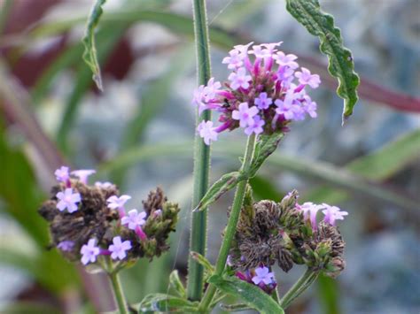 Verbena Perennial Seeds