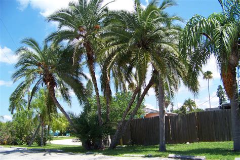 Enjoy seeing the many varieties of palm trees along the Gulf Coast of ...