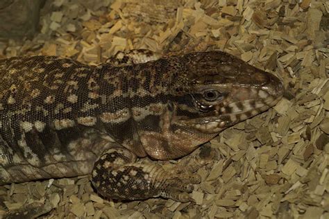 Ancient tegu fossil unearthed in the U.S. uncovers a long-lost link to Florida’s wild past - Le Ravi