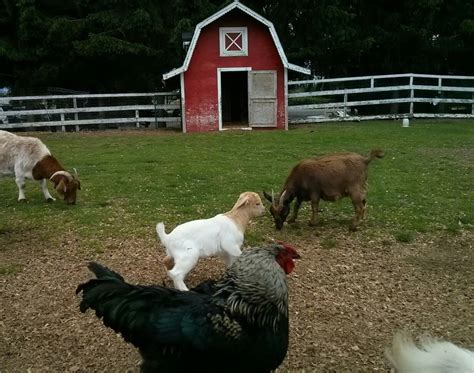 Richmond Country Farms Ltd - 12900 Steveston Hwy, Richmond, BC