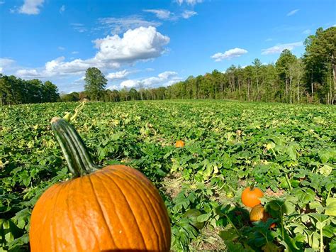 Best Pumpkin Patches And Farms To Visit In The Charlotte Area - WCCB ...