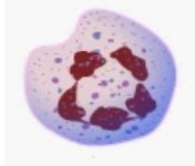 Kan Hücreleri Nedir - Kan Hücrelerinin Yapısı ve Görevleri