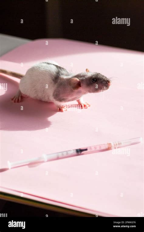 Image result for Mouse Intramuscular Injection
