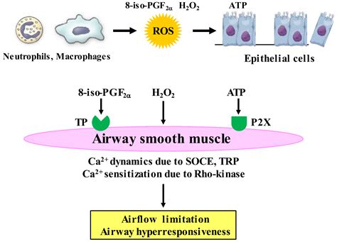 Airway Smooth Muscle Regulated by Oxidative Stress in COPD