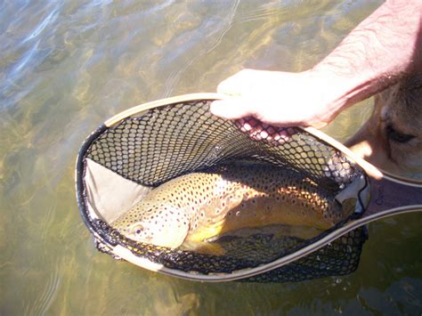 Fish Net Tips and Tricks 的图像结果