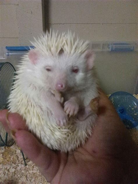 Hedgehog Rodents For Sale | Galion, OH #286818 | Petzlover