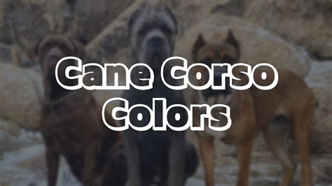 Cane Corso Colors - Dog Breed Advisor