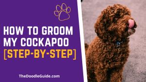 Image result for Groom Cockapoo Feet