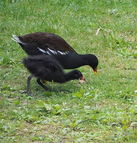 Wild Eurasian common moorhens (common moorhen (Gallinula chloropus) chloropus), 2022-08-28 - ZooChat