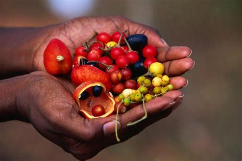 Sweet Sensations: Native Australian Ingredients That Will Delight Your Taste Buds