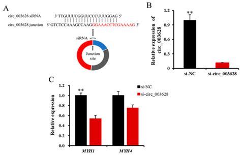 Characteristics and Expression of circ_003628 and Its Promoted Effect ...